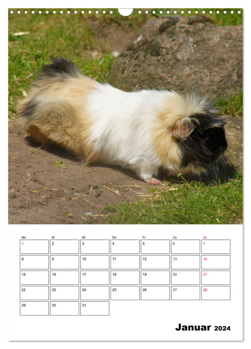 Meerschweinchen Terminplaner (CALVENDO Wandkalender 2024)