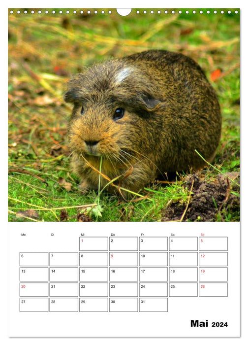 Meerschweinchen Terminplaner (CALVENDO Wandkalender 2024)