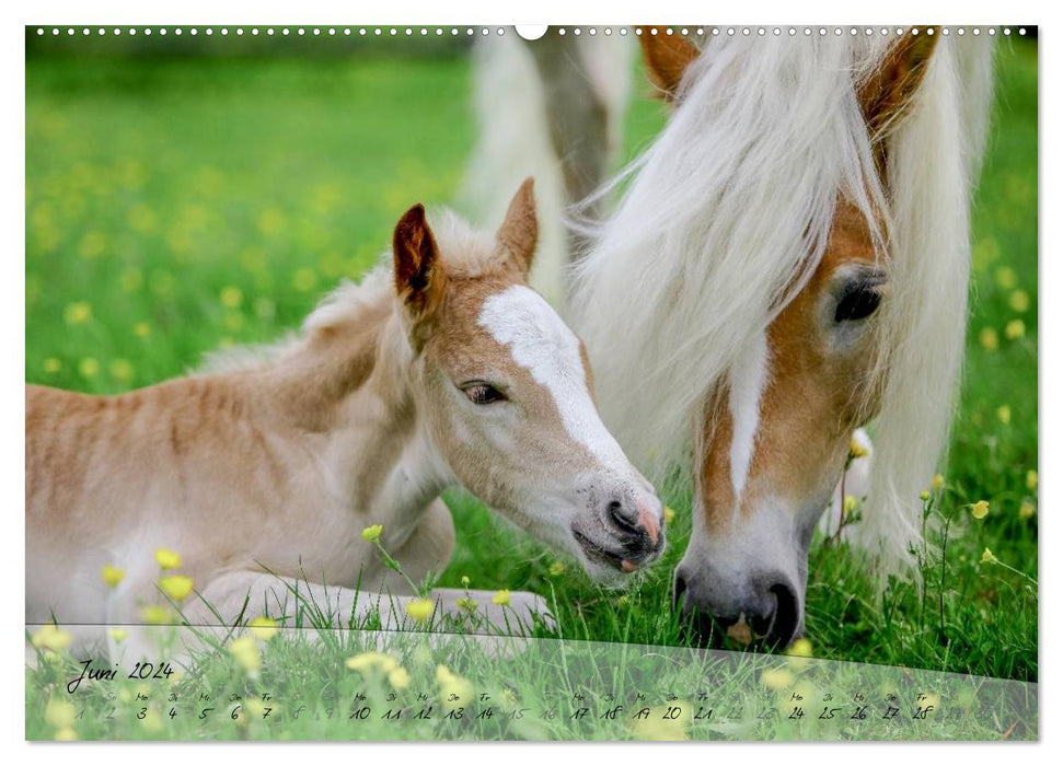 Haflinger-Pferde in Reinzucht (CALVENDO Wandkalender 2024)