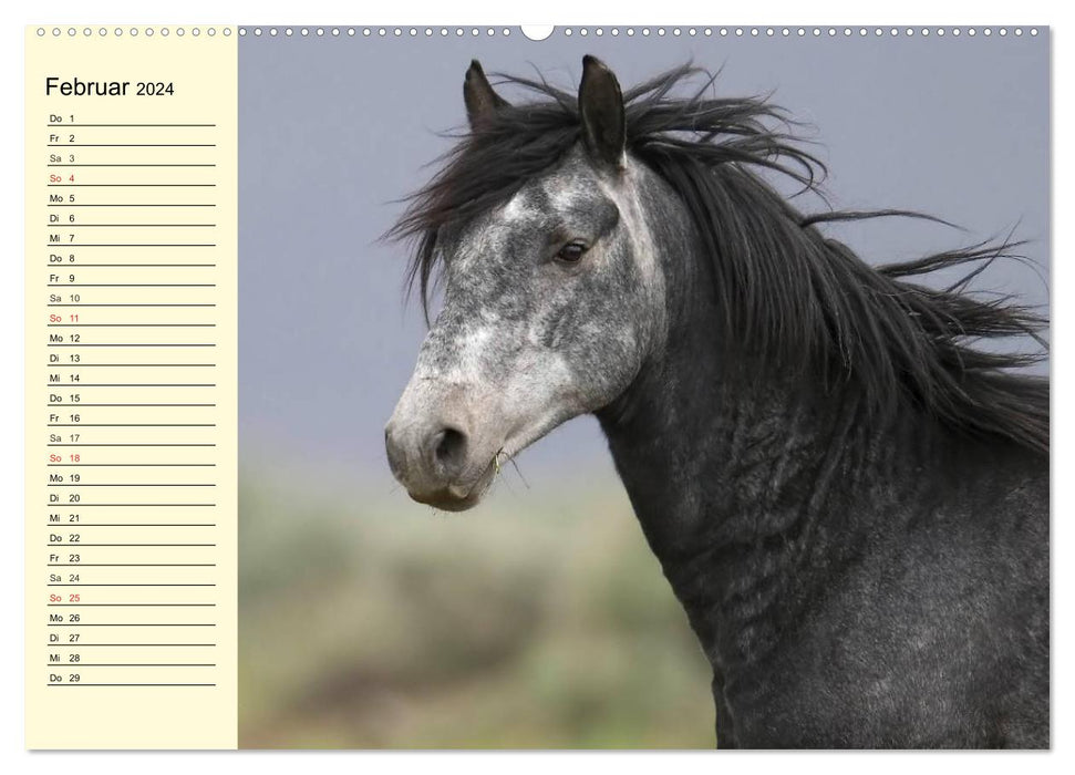 Wilde Pferde. Mustangs in USA (CALVENDO Wandkalender 2024)