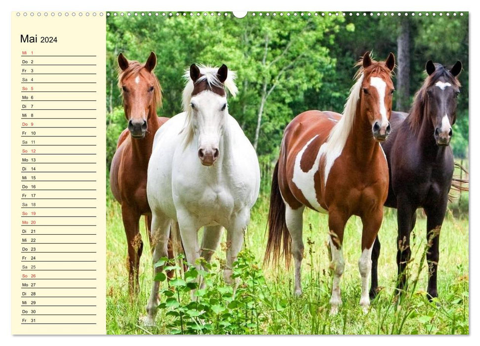 Wilde Pferde. Mustangs in USA (CALVENDO Wandkalender 2024)