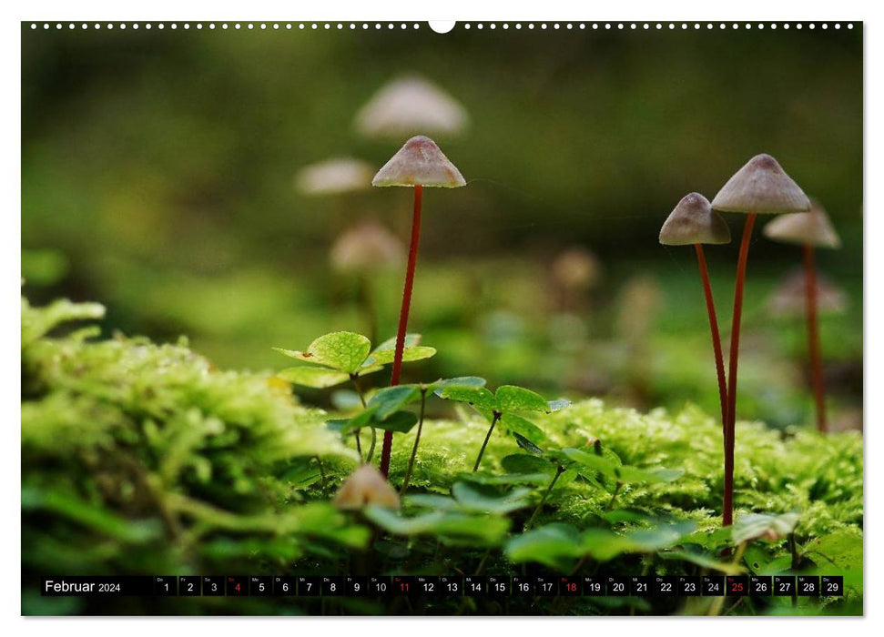 Champignons - Magie de la forêt (Calvendo Premium Wall Calendar 2024) 