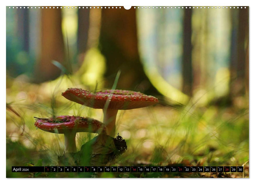 Pilze - Magie des Waldes (CALVENDO Premium Wandkalender 2024)