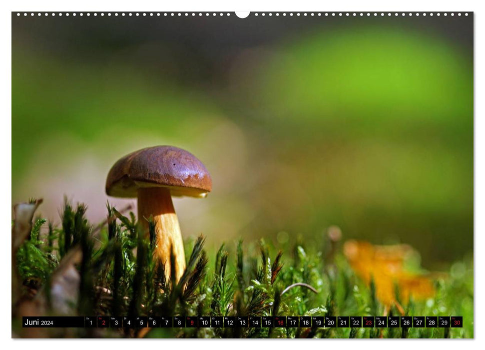 Champignons - Magie de la forêt (Calvendo Premium Wall Calendar 2024) 
