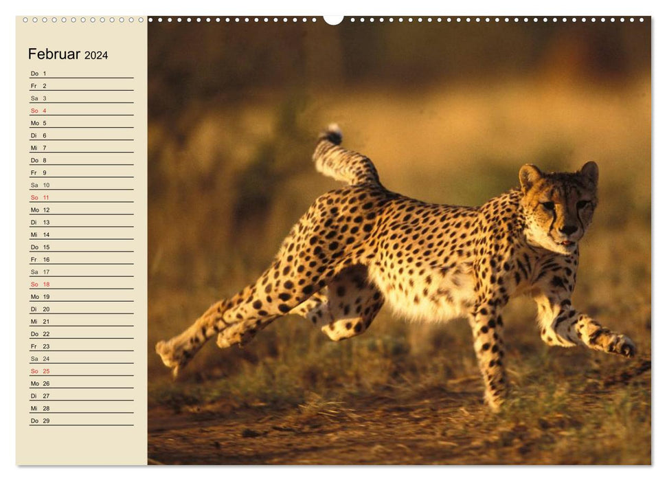 Die Lautlosen. Geparden und Leoparden (CALVENDO Premium Wandkalender 2024)