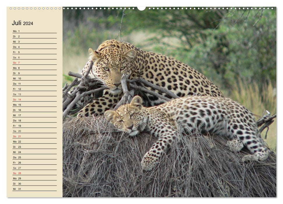 Die Lautlosen. Geparden und Leoparden (CALVENDO Premium Wandkalender 2024)