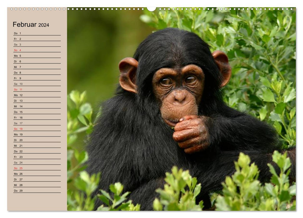 Singes - des individus avec du caractère et de l'âme (Calvendo Premium Wall Calendar 2024) 