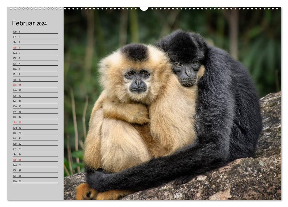 Fascination pour les singes. Des gobelins dont on peut tomber amoureux (Calendrier mural CALVENDO Premium 2024) 