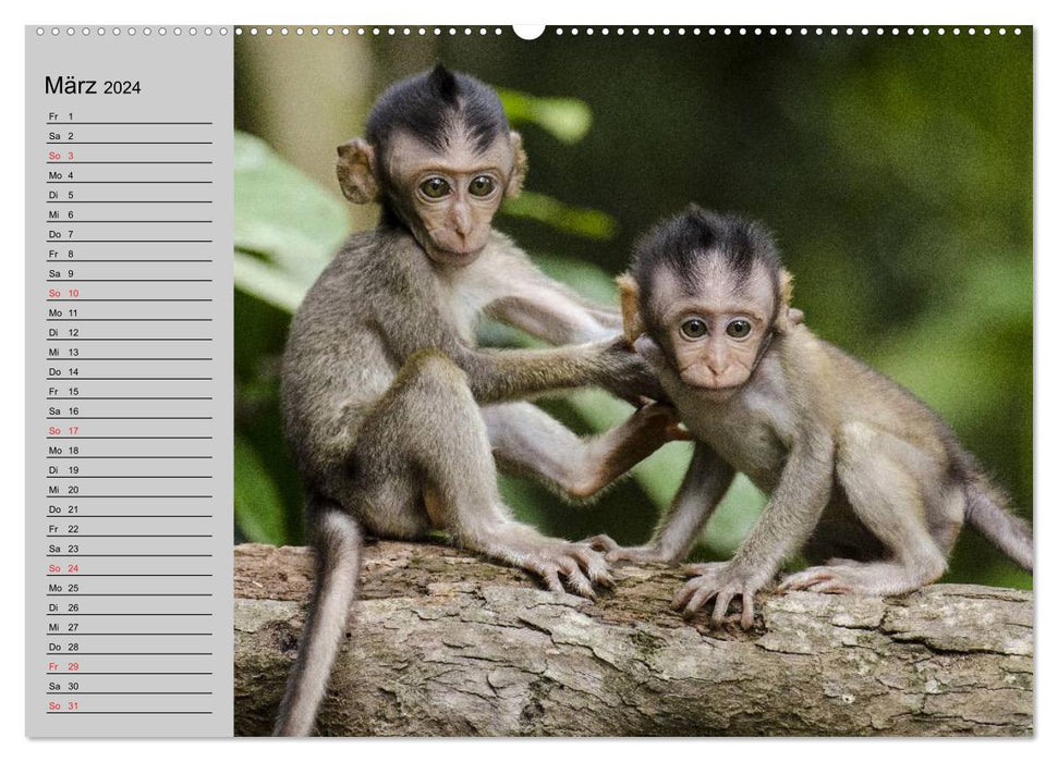 Fascination pour les singes. Des gobelins dont on peut tomber amoureux (Calendrier mural CALVENDO Premium 2024) 