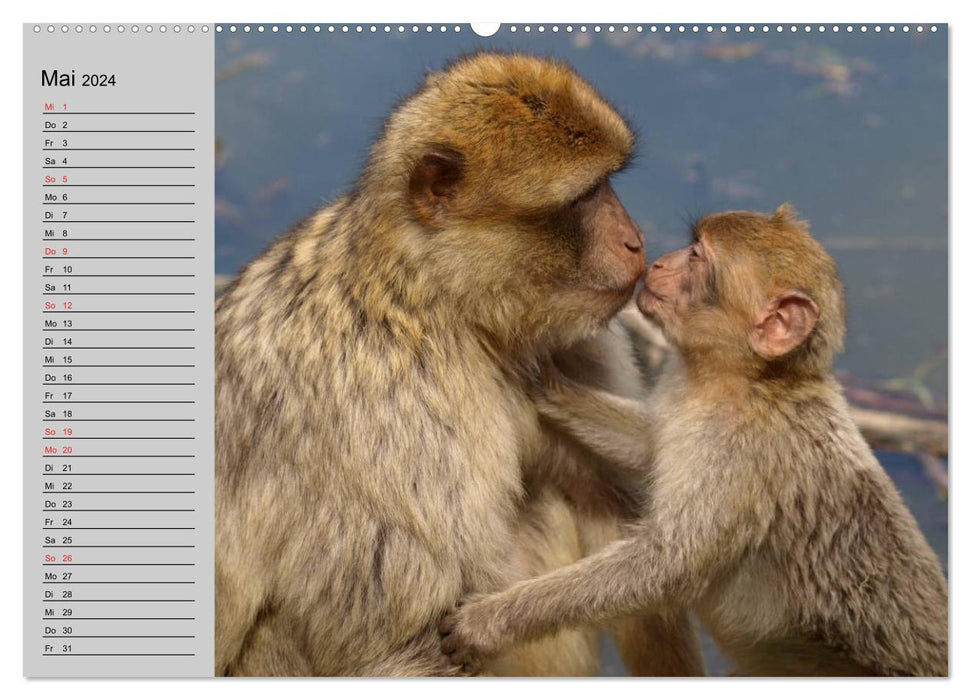 Fascination pour les singes. Des gobelins dont on peut tomber amoureux (Calendrier mural CALVENDO Premium 2024) 