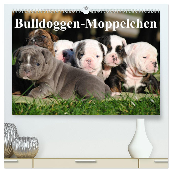 Bulldoggen-Moppelchen (CALVENDO Premium Wandkalender 2024)