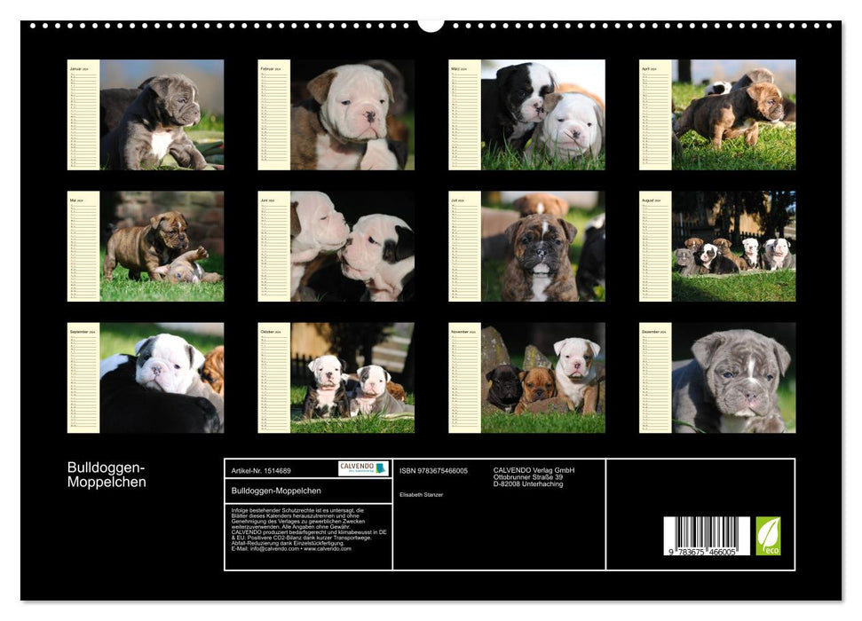 Bulldoggen-Moppelchen (CALVENDO Premium Wandkalender 2024)