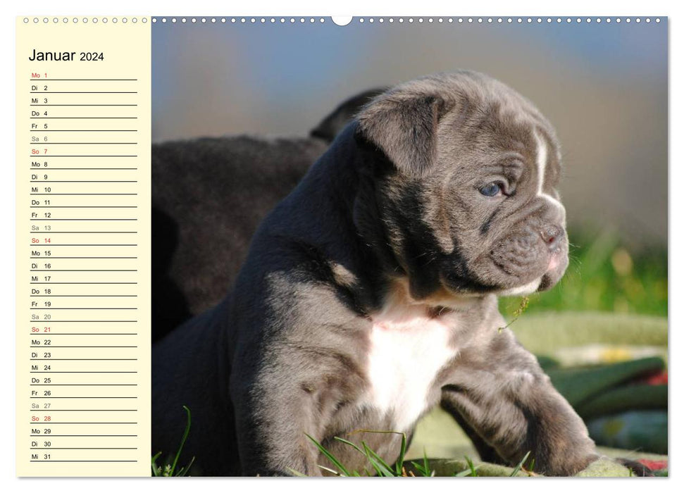 Bulldoggen-Moppelchen (CALVENDO Premium Wandkalender 2024)