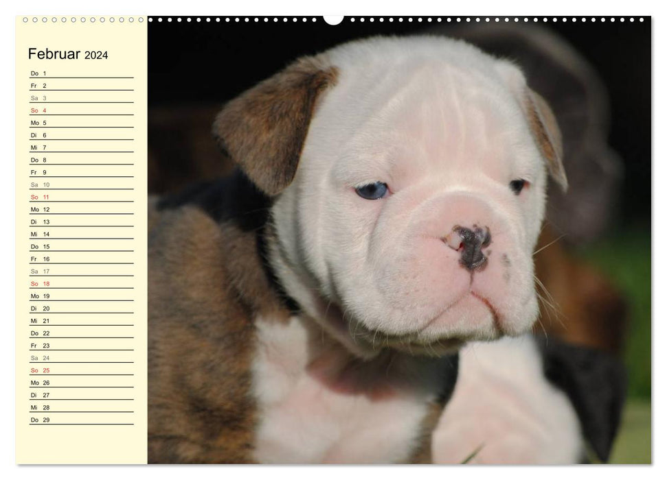 Bulldoggen-Moppelchen (CALVENDO Premium Wandkalender 2024)