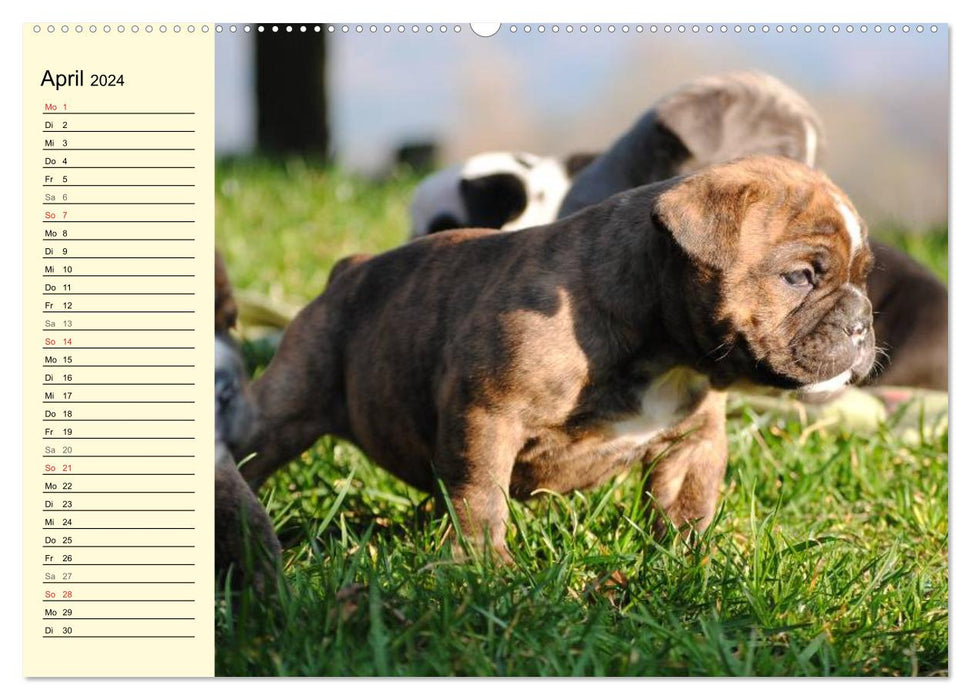 Bulldoggen-Moppelchen (CALVENDO Premium Wandkalender 2024)