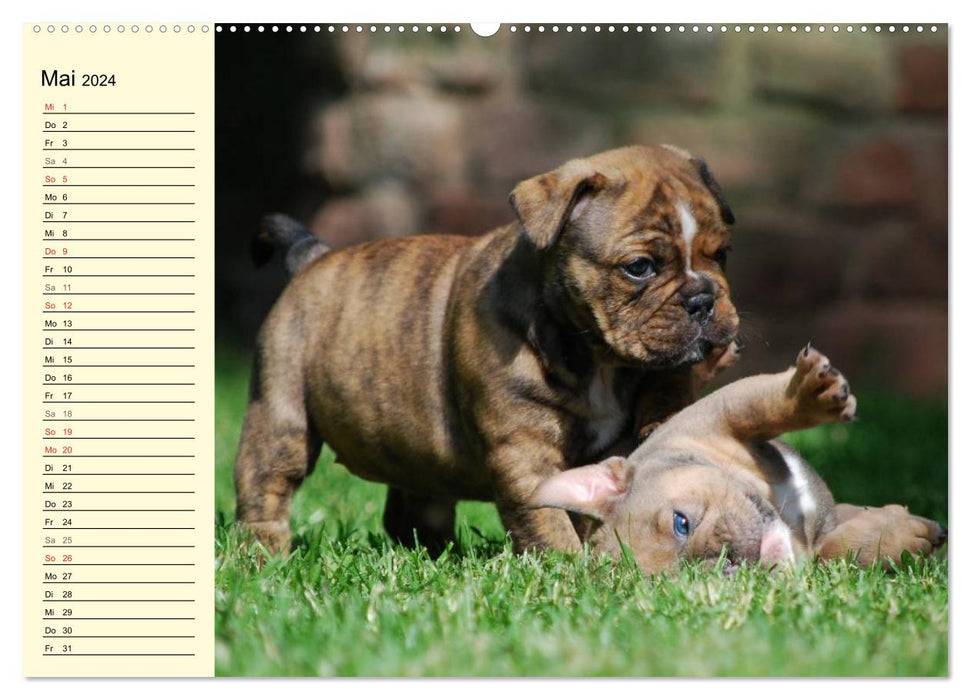 Bulldoggen-Moppelchen (CALVENDO Premium Wandkalender 2024)