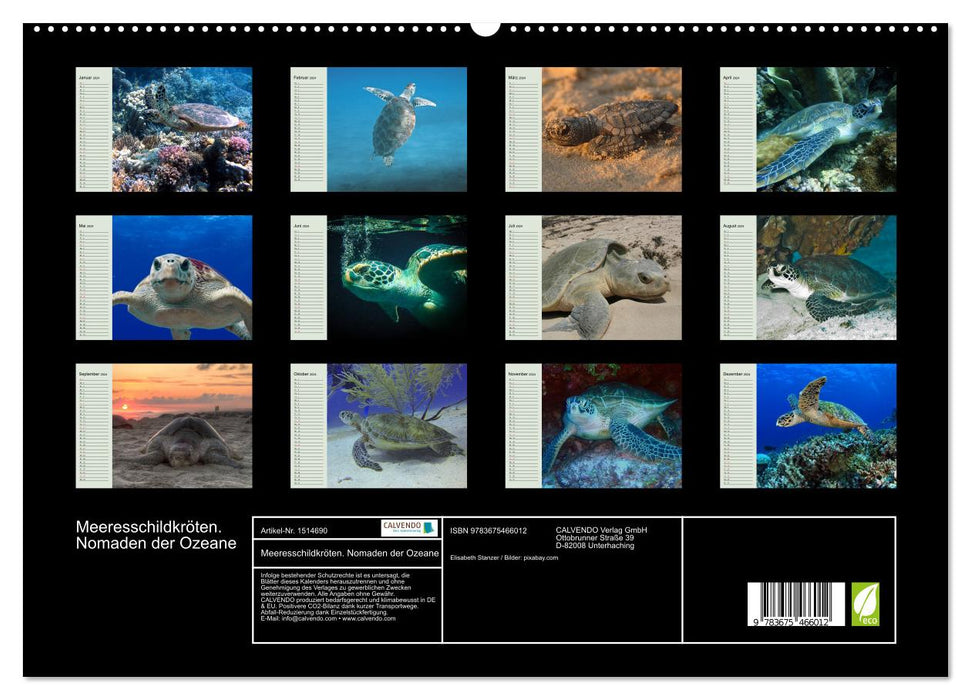 Tortues de mer. Nomades des Océans (Calendrier mural CALVENDO Premium 2024) 