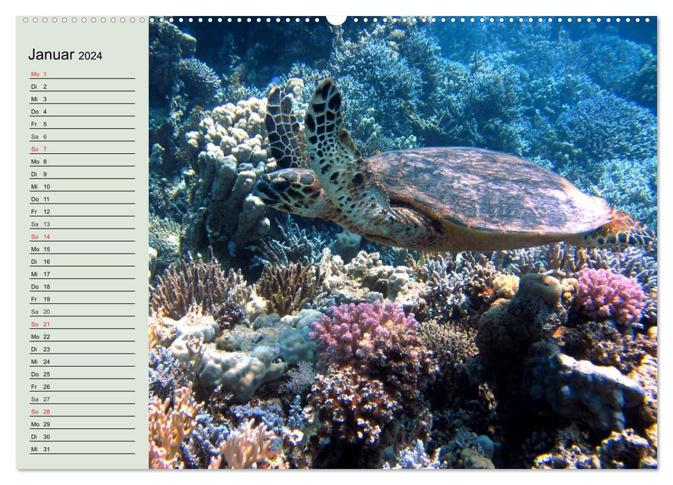 Tortues de mer. Nomades des Océans (Calendrier mural CALVENDO Premium 2024) 