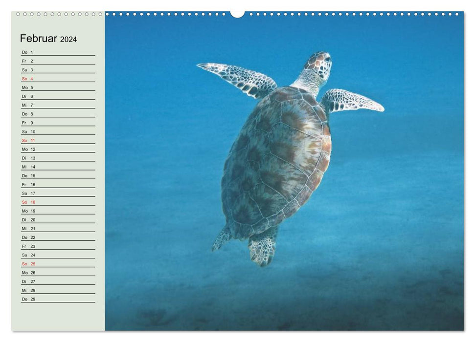 Tortues de mer. Nomades des Océans (Calendrier mural CALVENDO Premium 2024) 