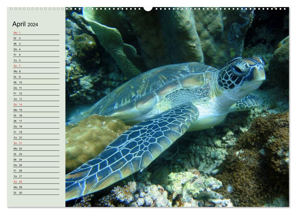 Tortues de mer. Nomades des Océans (Calendrier mural CALVENDO Premium 2024) 