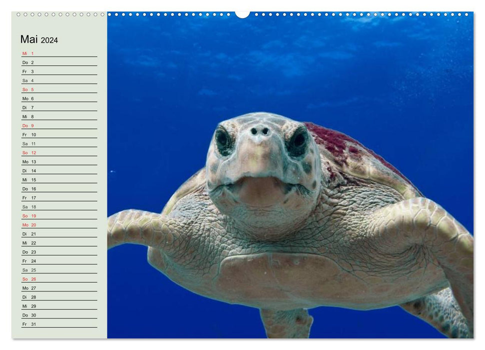 Tortues de mer. Nomades des Océans (Calendrier mural CALVENDO Premium 2024) 