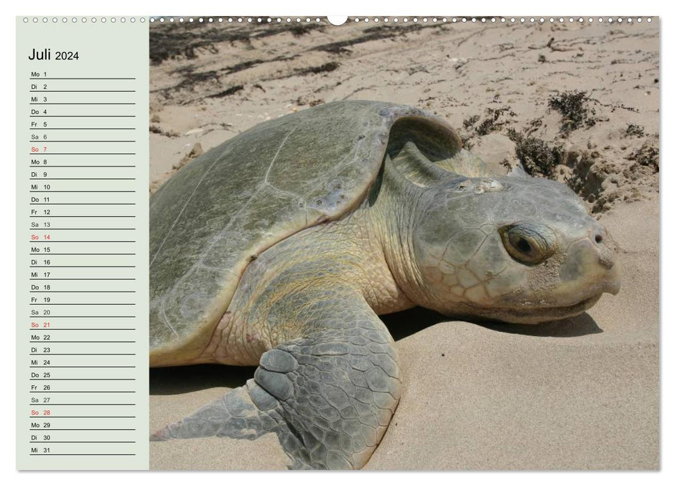 Tortues de mer. Nomades des Océans (Calendrier mural CALVENDO Premium 2024) 