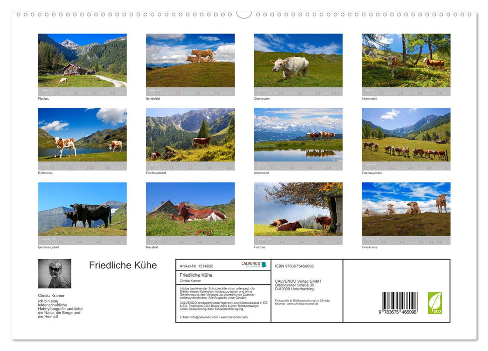 Vaches paisibles (Calendrier mural CALVENDO Premium 2024) 