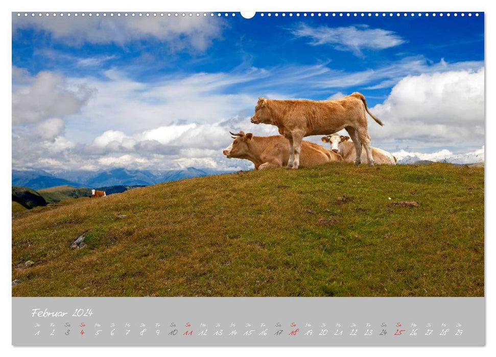 Vaches paisibles (Calendrier mural CALVENDO Premium 2024) 