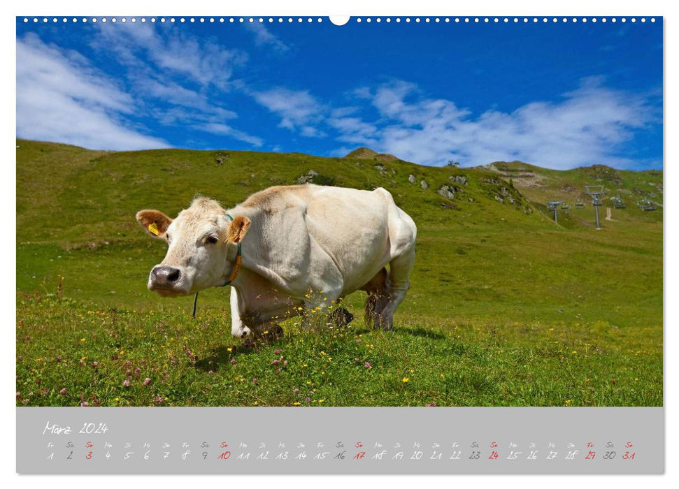 Vaches paisibles (Calendrier mural CALVENDO Premium 2024) 