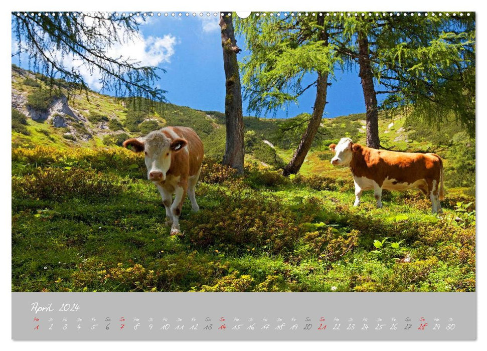 Vaches paisibles (Calendrier mural CALVENDO Premium 2024) 