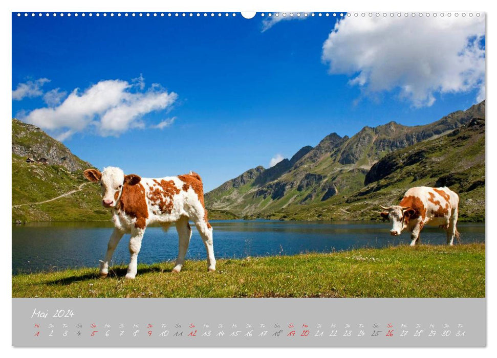 Vaches paisibles (Calendrier mural CALVENDO Premium 2024) 