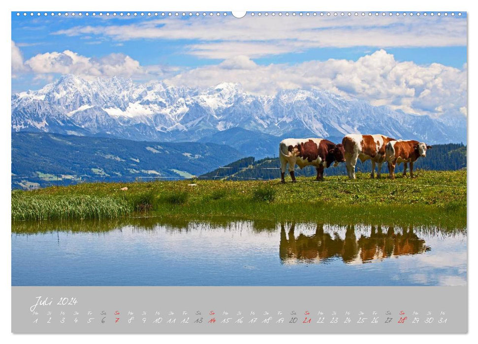 Vaches paisibles (Calendrier mural CALVENDO Premium 2024) 