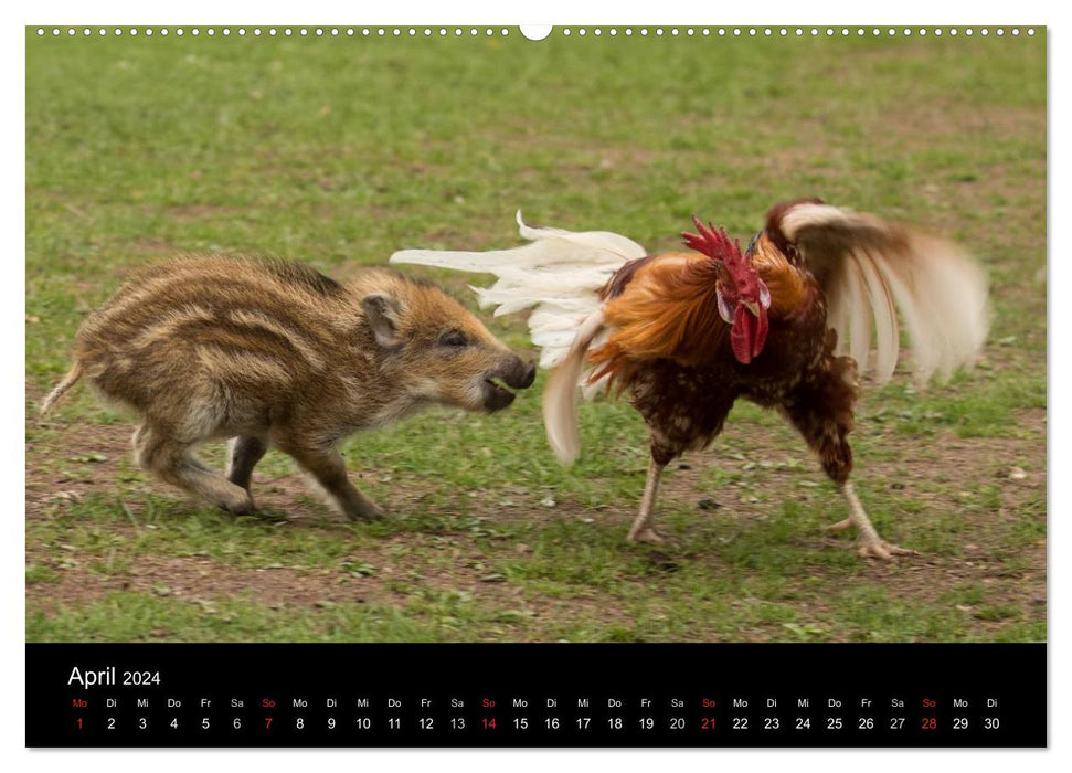 Kleine Schweinereien (CALVENDO Premium Wandkalender 2024)