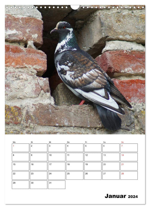 Planificateur de rendez-vous Pigeons (Calendrier mural CALVENDO 2024) 