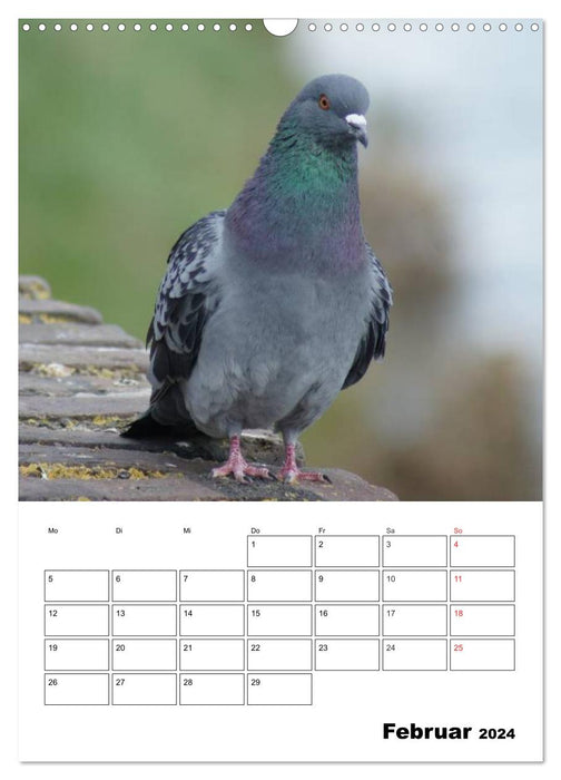 Planificateur de rendez-vous Pigeons (Calendrier mural CALVENDO 2024) 