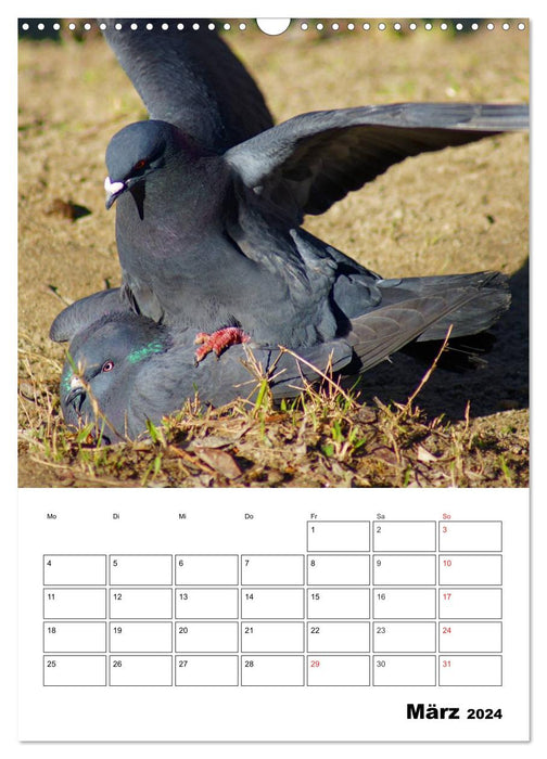 Planificateur de rendez-vous Pigeons (Calendrier mural CALVENDO 2024) 