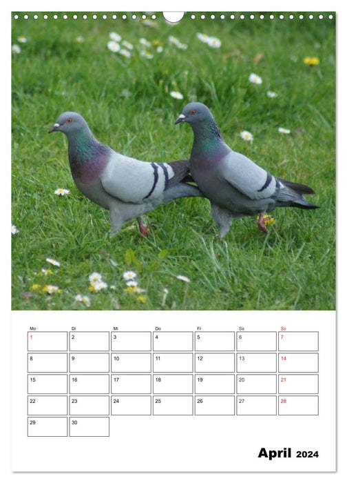 Tauben Terminplaner (CALVENDO Wandkalender 2024)