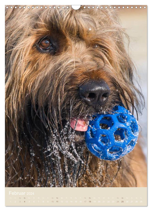 Briard-Gesichter (CALVENDO Wandkalender 2024)