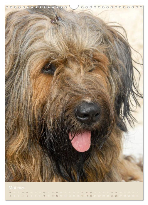 Briard-Gesichter (CALVENDO Wandkalender 2024)