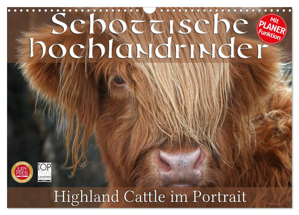 Scottish Highland Cattle - Highland Cattle in Portrait (CALVENDO Wall Calendar 2024) 