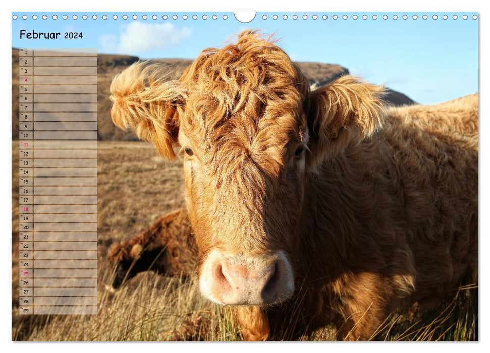 Scottish Highland Cattle - Highland Cattle in Portrait (CALVENDO Wall Calendar 2024) 