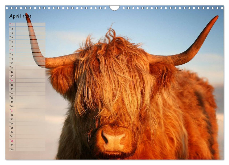 Schottische Hochlandrinder - Highland Cattle im Portrait (CALVENDO Wandkalender 2024)