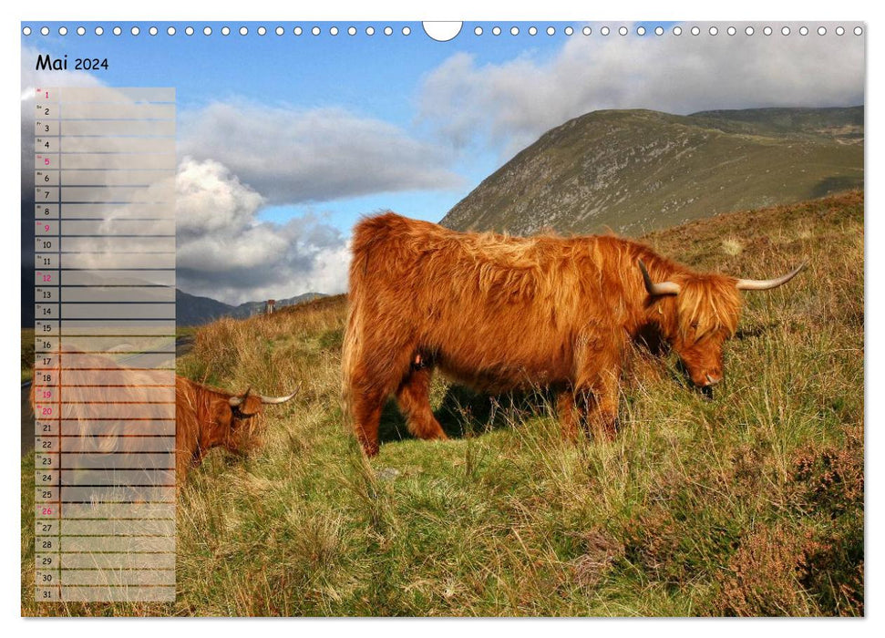 Scottish Highland Cattle - Highland Cattle in Portrait (CALVENDO Wall Calendar 2024) 