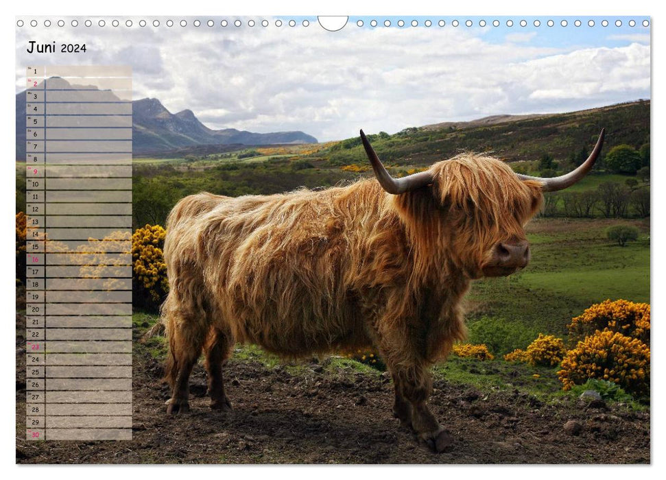 Schottische Hochlandrinder - Highland Cattle im Portrait (CALVENDO Wandkalender 2024)