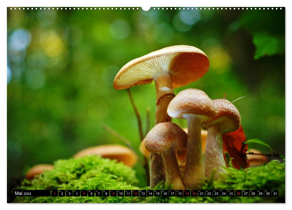 Pilze - Magie des Waldes (CALVENDO Wandkalender 2024)