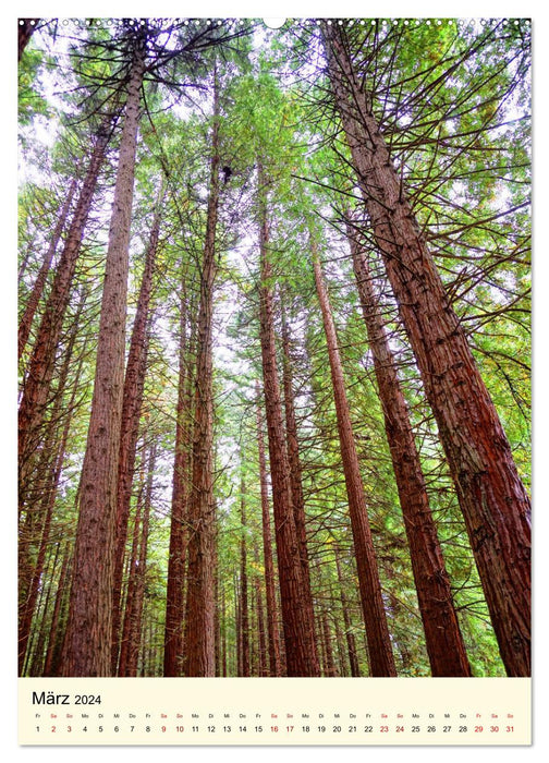 Redwoods - Fascination with sequoia trees (CALVENDO wall calendar 2024) 