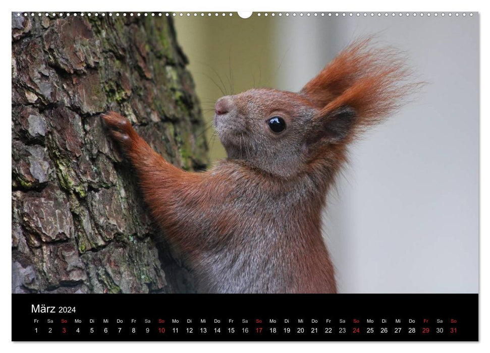 Artist im Garten. Das Eichhörnchen (CALVENDO Premium Wandkalender 2024)