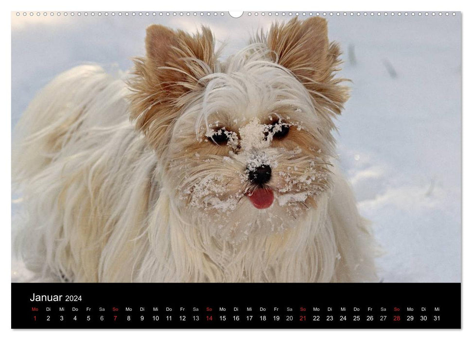 Mit dem Yorki durch das Jahr 2024 (CALVENDO Premium Wandkalender 2024)