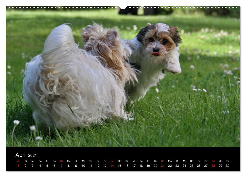 Mit dem Yorki durch das Jahr 2024 (CALVENDO Premium Wandkalender 2024)