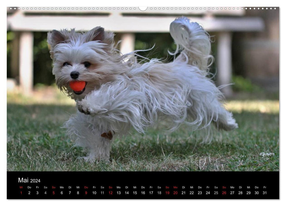 Mit dem Yorki durch das Jahr 2024 (CALVENDO Premium Wandkalender 2024)